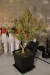 bonsai diesel