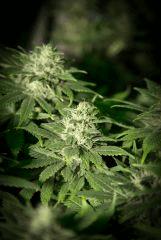 Bud Top44
