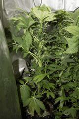 Jack Herer
