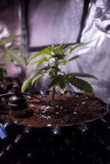 Jack Herer 4