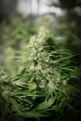 Bud Top44