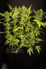 pm amnesia
