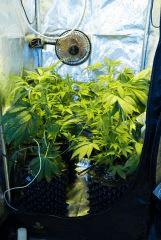 jack Herer tricotée