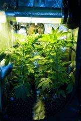 jack Herer