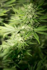 Bud Top44