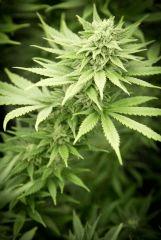 Bud Top44