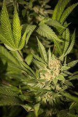bud