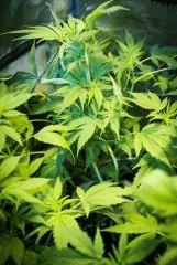 jack Herer 2