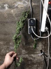 bud