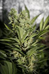 Bud Amnesia