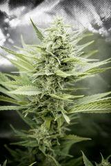 Bud Top44