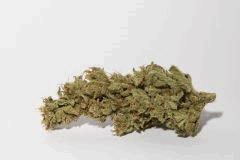 bud amnesia