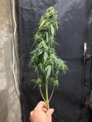 OG Kush cut 1