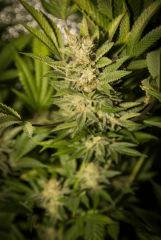 bud