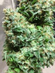 OG Kush proxy