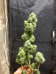 OG Kush Cut finish