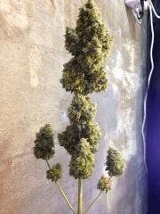 Amnesia Haze
