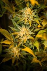 buds
