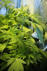 jack Herer 4