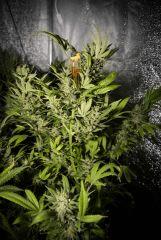 bud