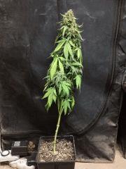 OG Kush