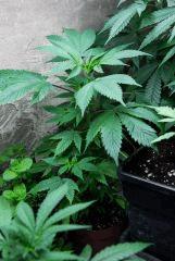pm jack herer