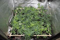Scrog vue d'en haut
