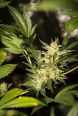 bud