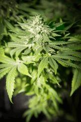 Bud Top44