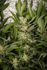 bud amnesia