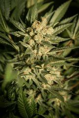 Bud Amnesia