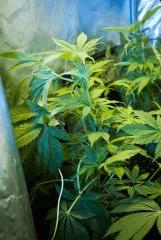 jack Herer 1