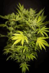 pm amnesia