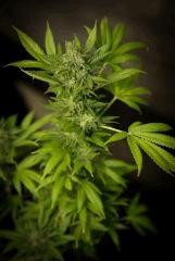 apex pm amnesia