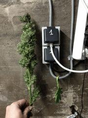 bud