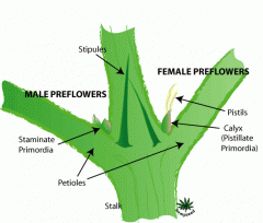grow marijuana outdoors preflowers