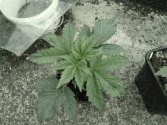 critical 2.0 auto