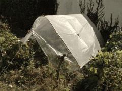 Skunkette au camping