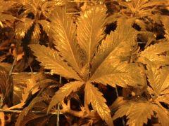 Feuille zarbi