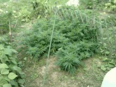 Skunk#1 de sens*