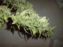 C+ 2.0 auto
