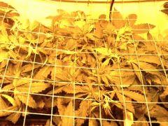 la plante témoin