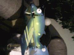 poisson volant bigleux