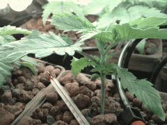 Une des amnésias fraises les plus avancées