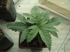 P020415 22.070001
