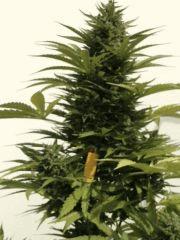 Apex haze xxl auto avec briquet bic jaune