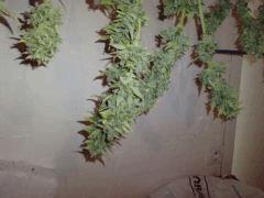 C+ 2.0 auto