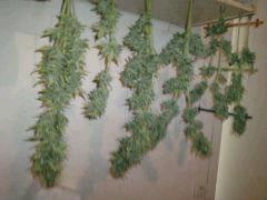 C+ 2.0 auto pendue par les pattes! Plante en pot de 20l, 80g sec, très parfumée
