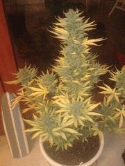 critical 2.0 auto