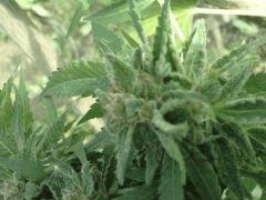 trichomes